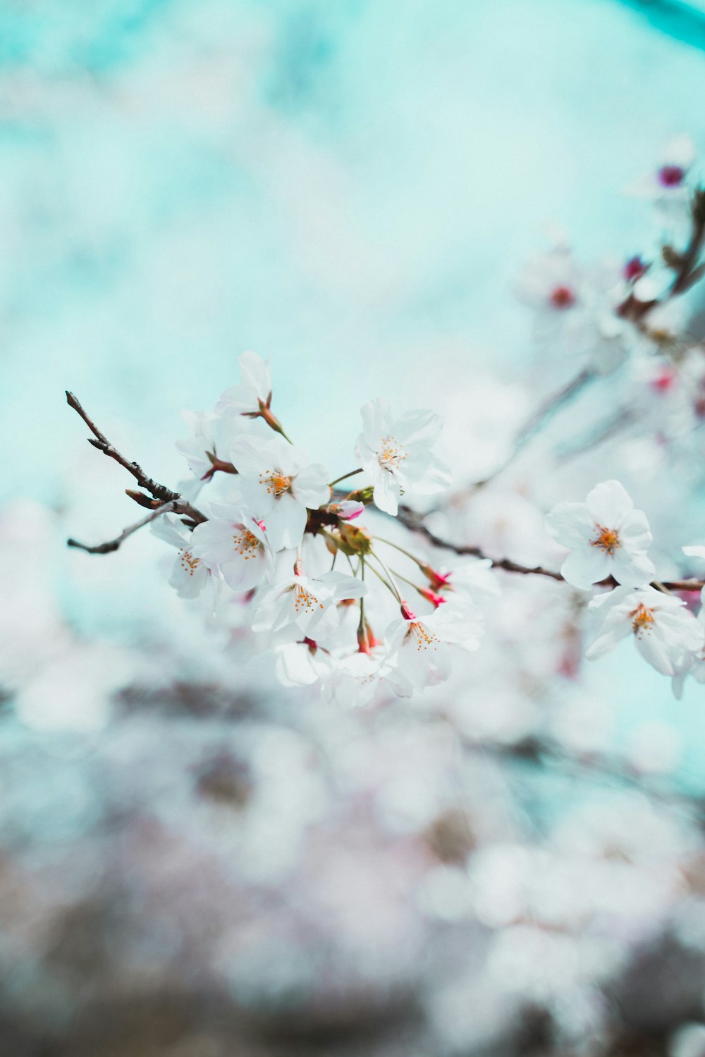 클로즈업 사진의 하얀 벚꽃
