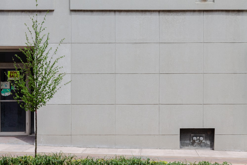 green plant beside white concrete wall