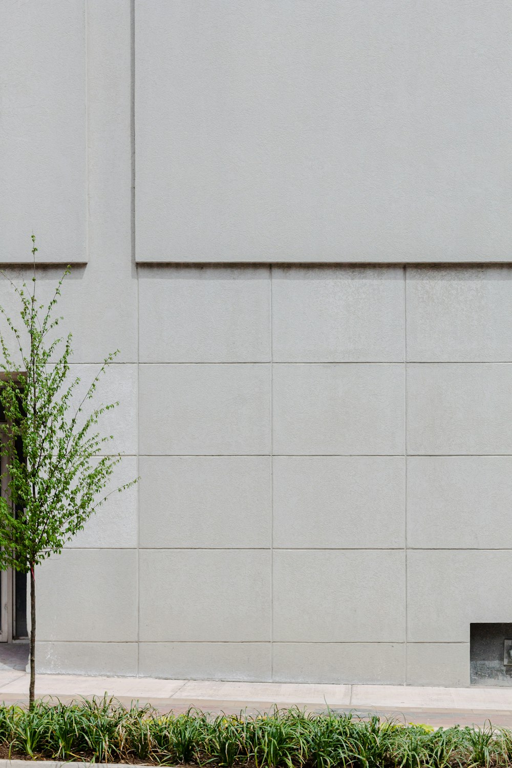 green plant on white wall