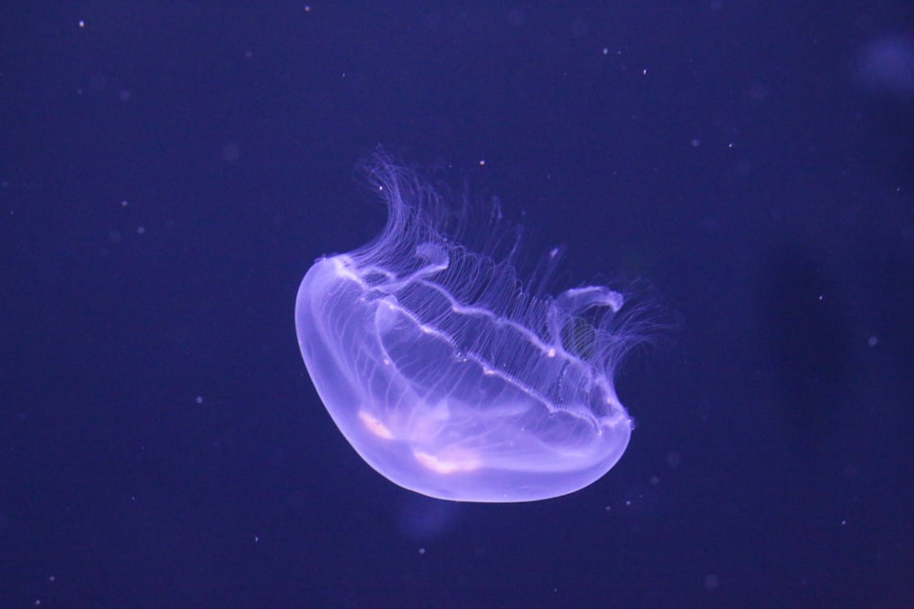 blue jellyfish in blue water