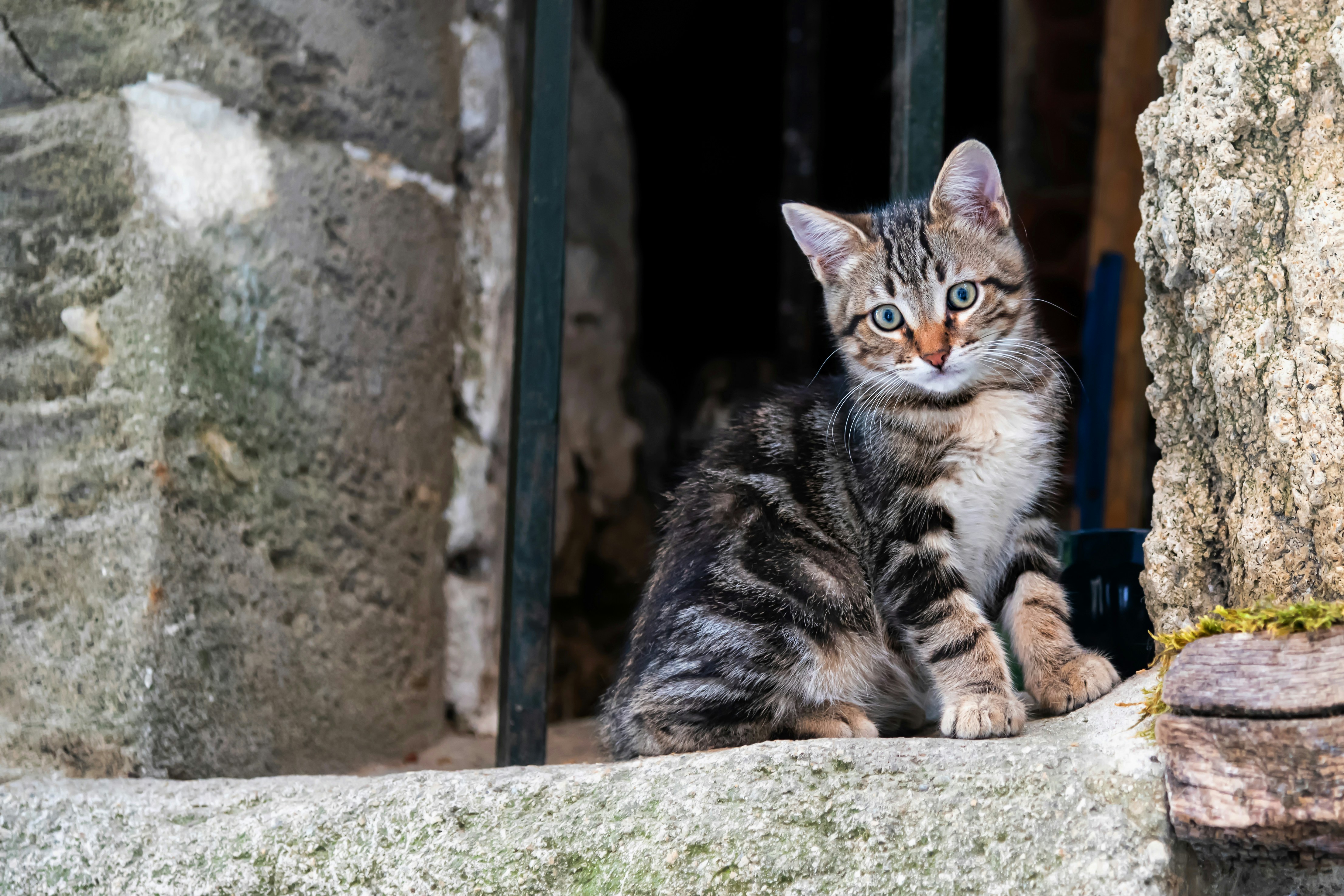 A tabby kitten sits on a stone ledge.