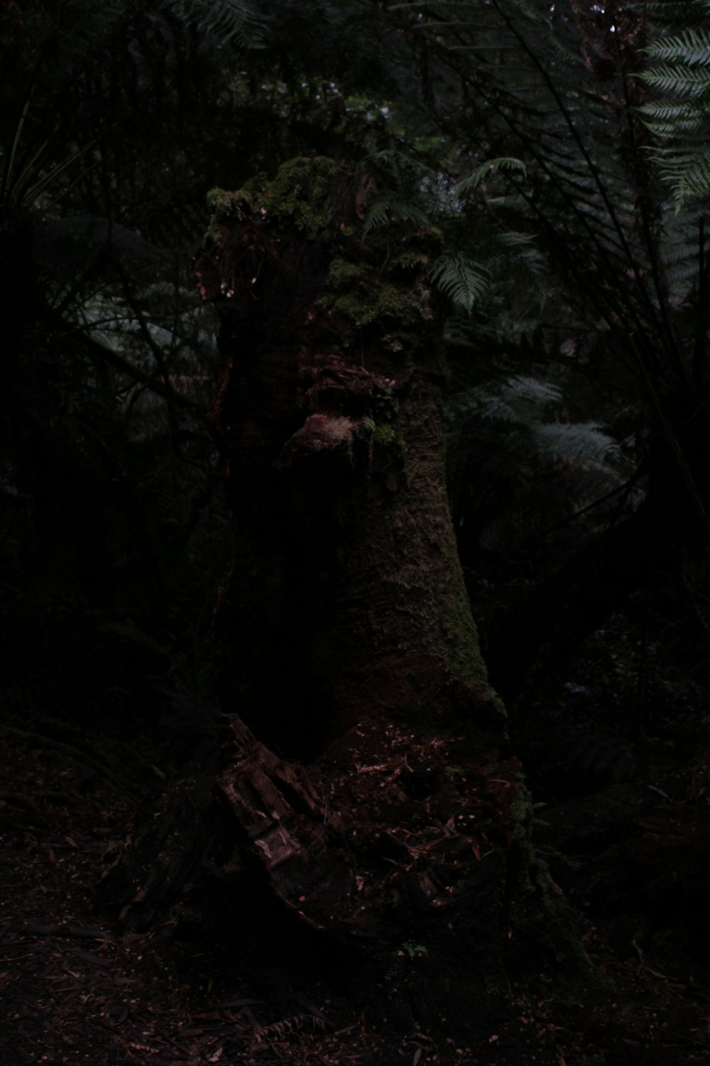 brown and green tree trunk