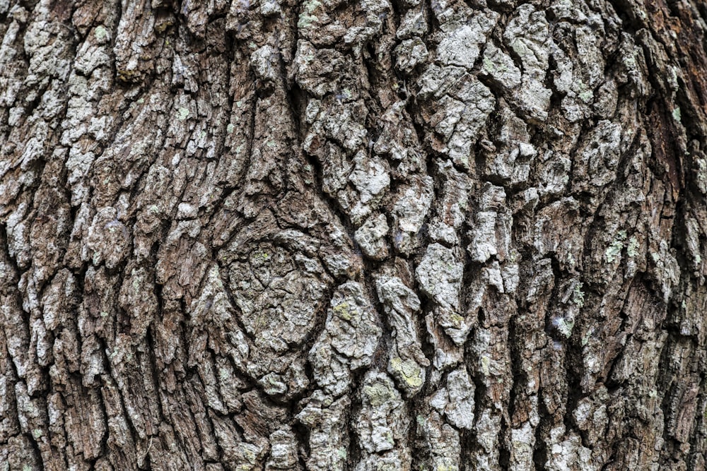 brown tree trunk during daytime