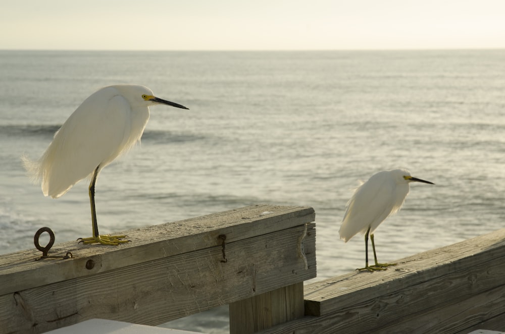 white bird on brown wooden bench near sea during daytime