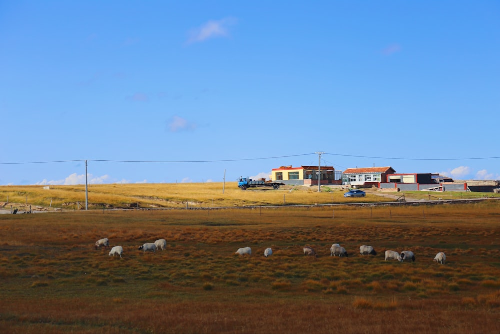 white and brown house on brown field under blue sky during daytime