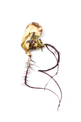 Close-up of roots spreading rapidly through the airy, high-porosity coco peat medium.