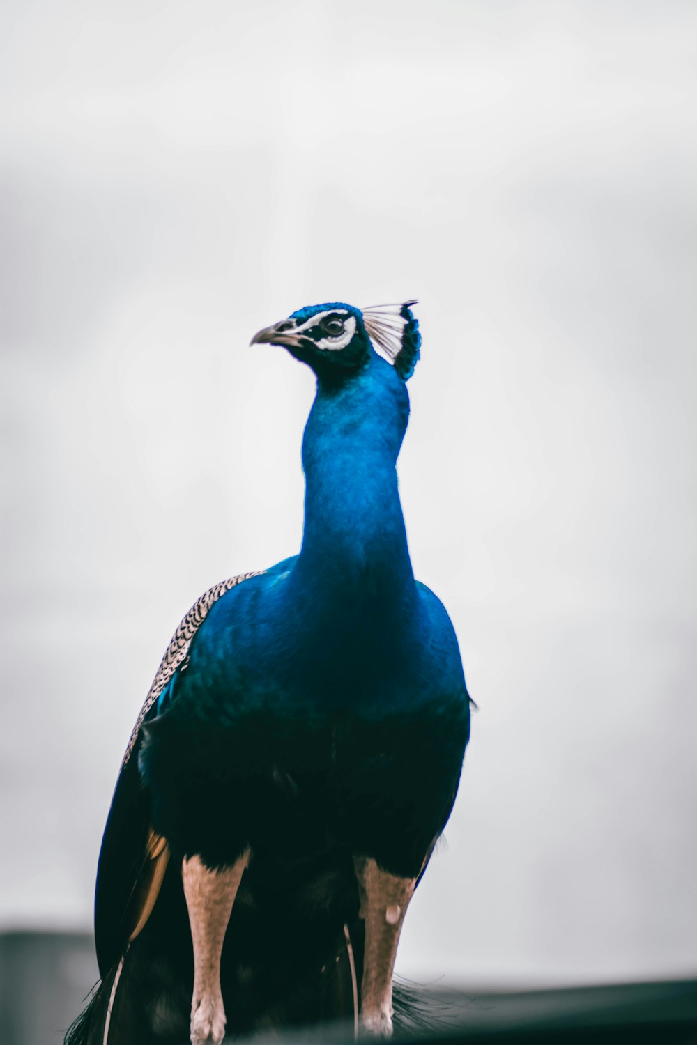 pavão azul e preto na fotografia de perto