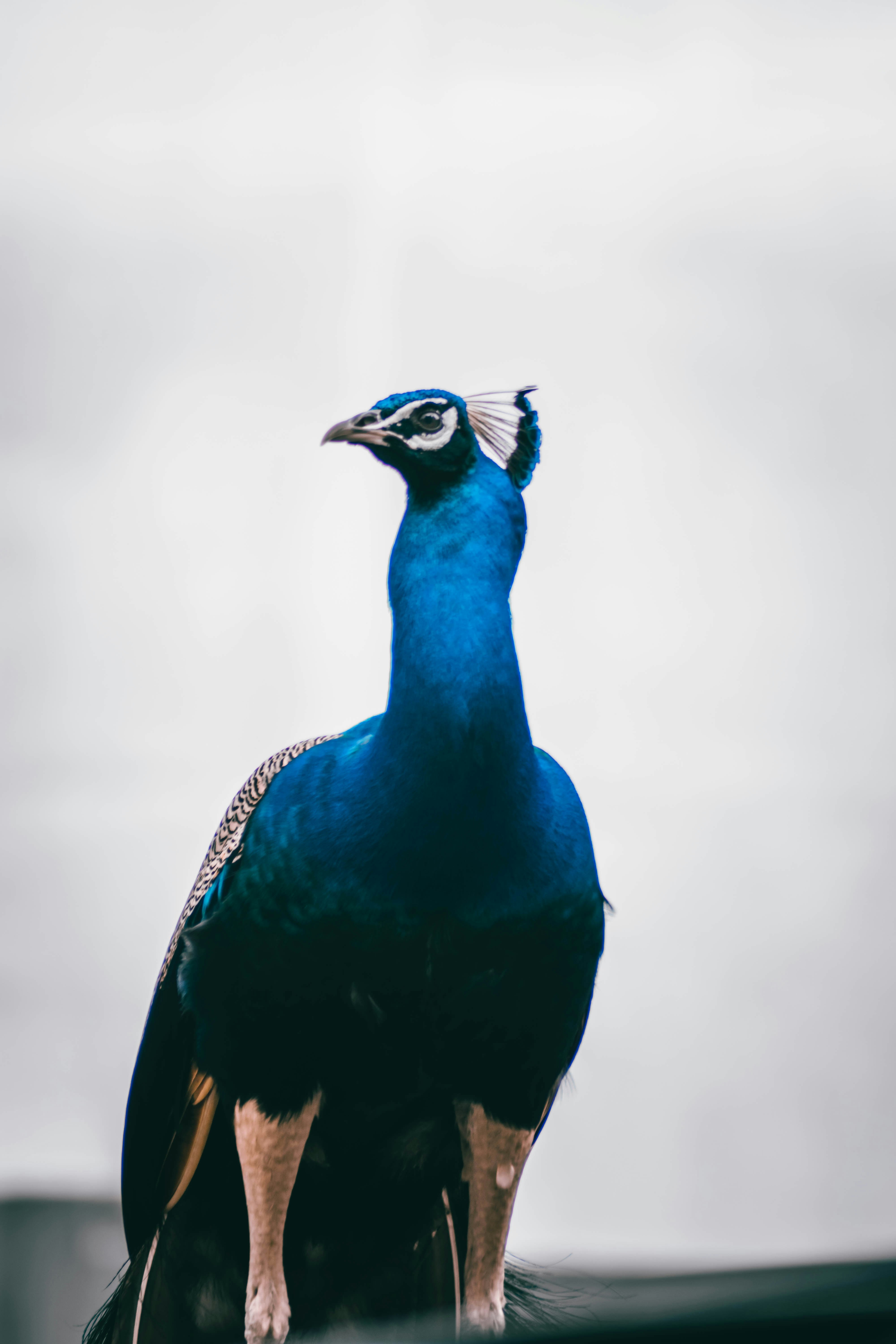 blue and black peacock in close up photography