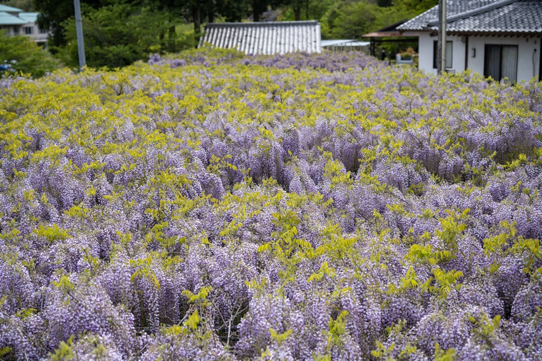 purple flower field during daytime