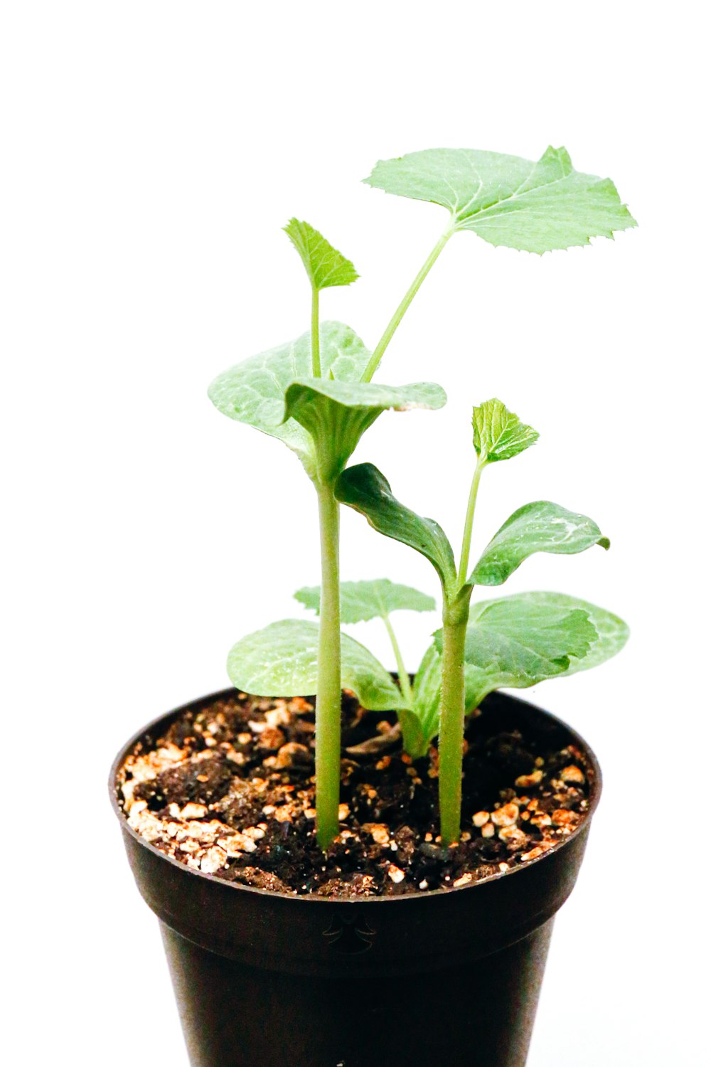 green plant on brown clay pot