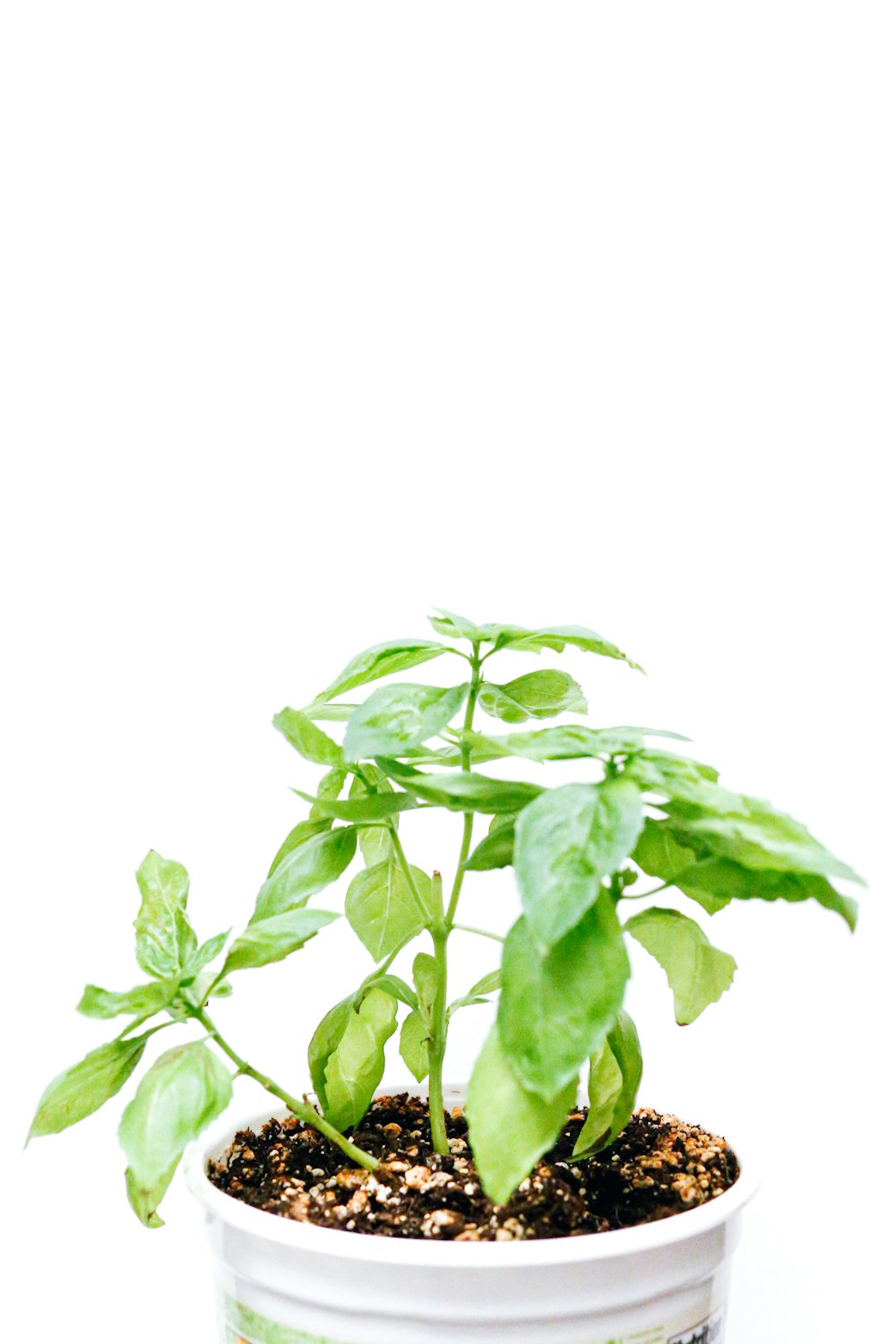 green leaves with white background