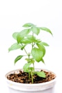 green plant on white ceramic pot