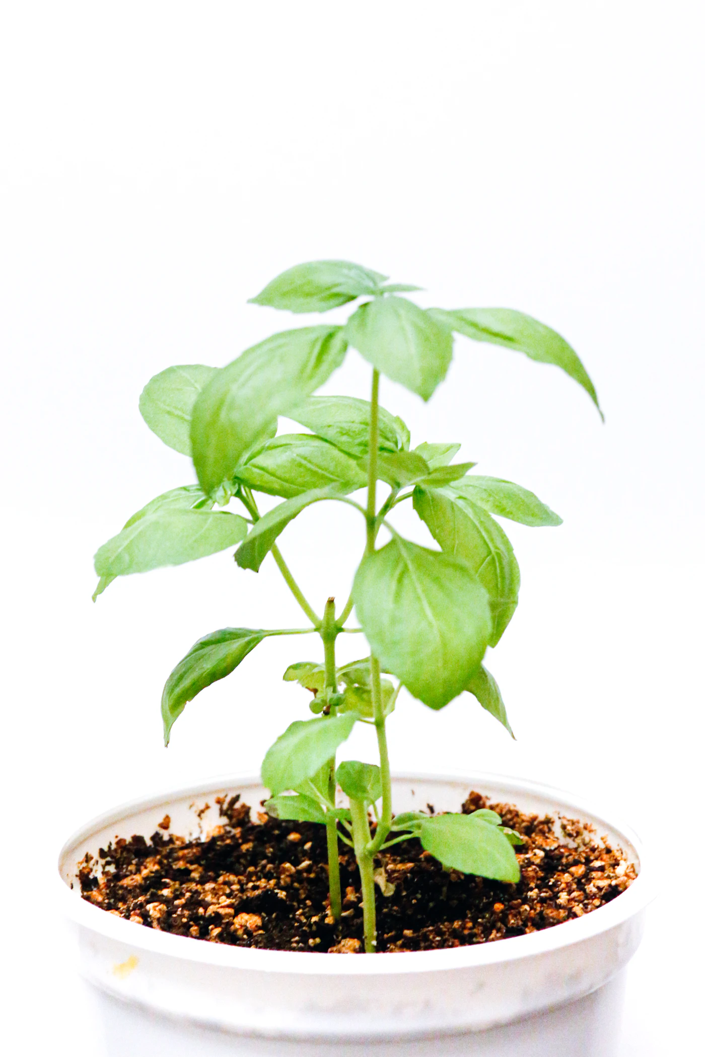 A fresh basil plant