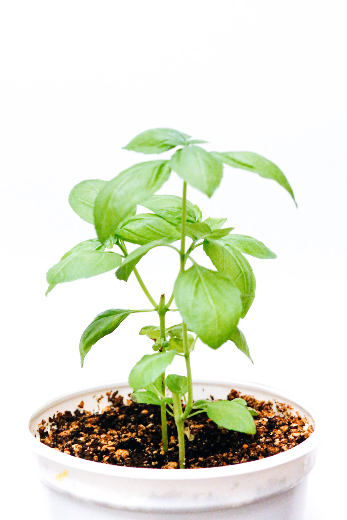 Fresh basil leaves in a small pot