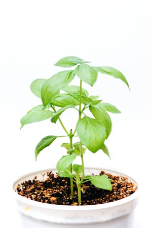 Basil