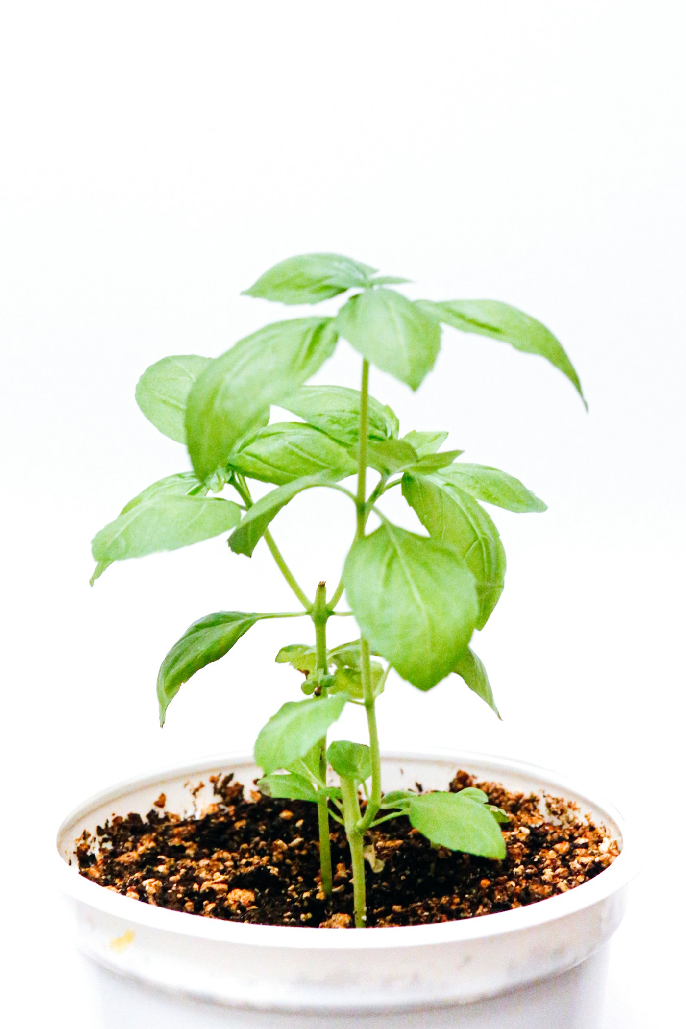 Fresh hydroponic herbs close up