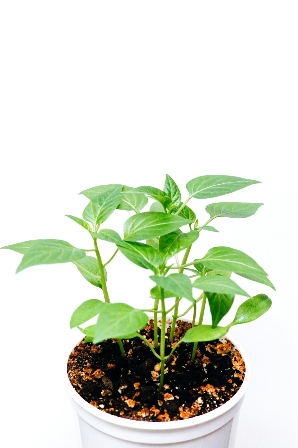 green plant on brown and black pot