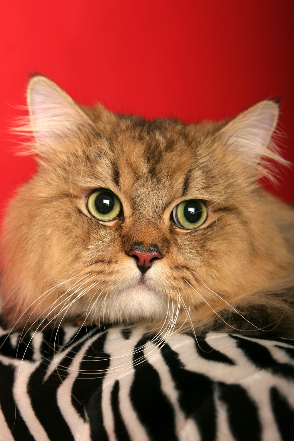 orange tabby cat on black and white textile