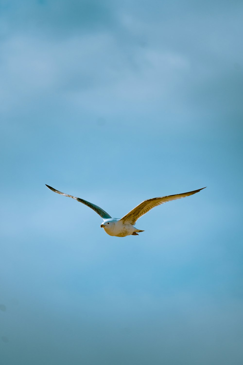 white and black bird flying under white clouds during daytime