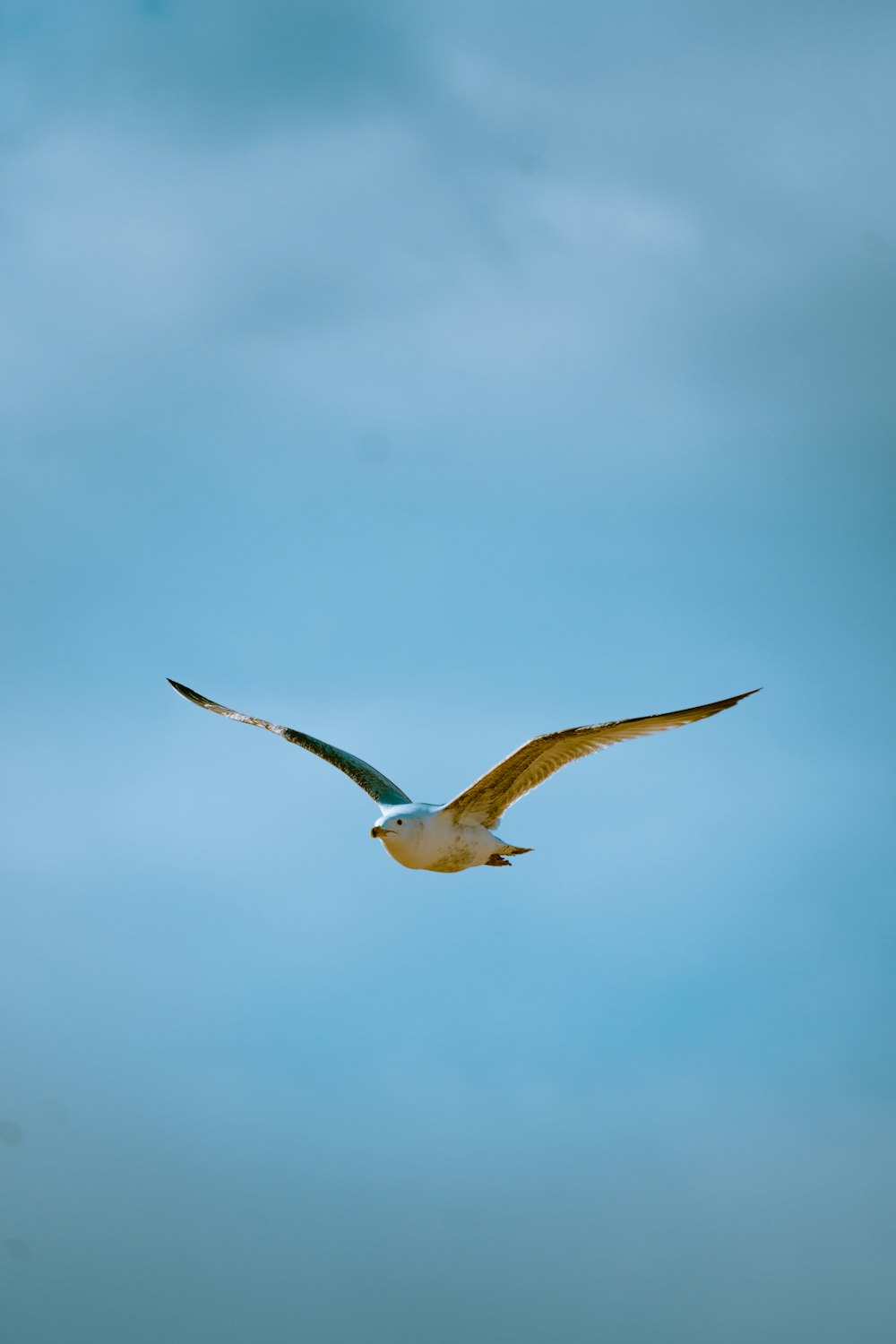 Weiße und schwarze Vögel, die tagsüber unter weißen Wolken fliegen