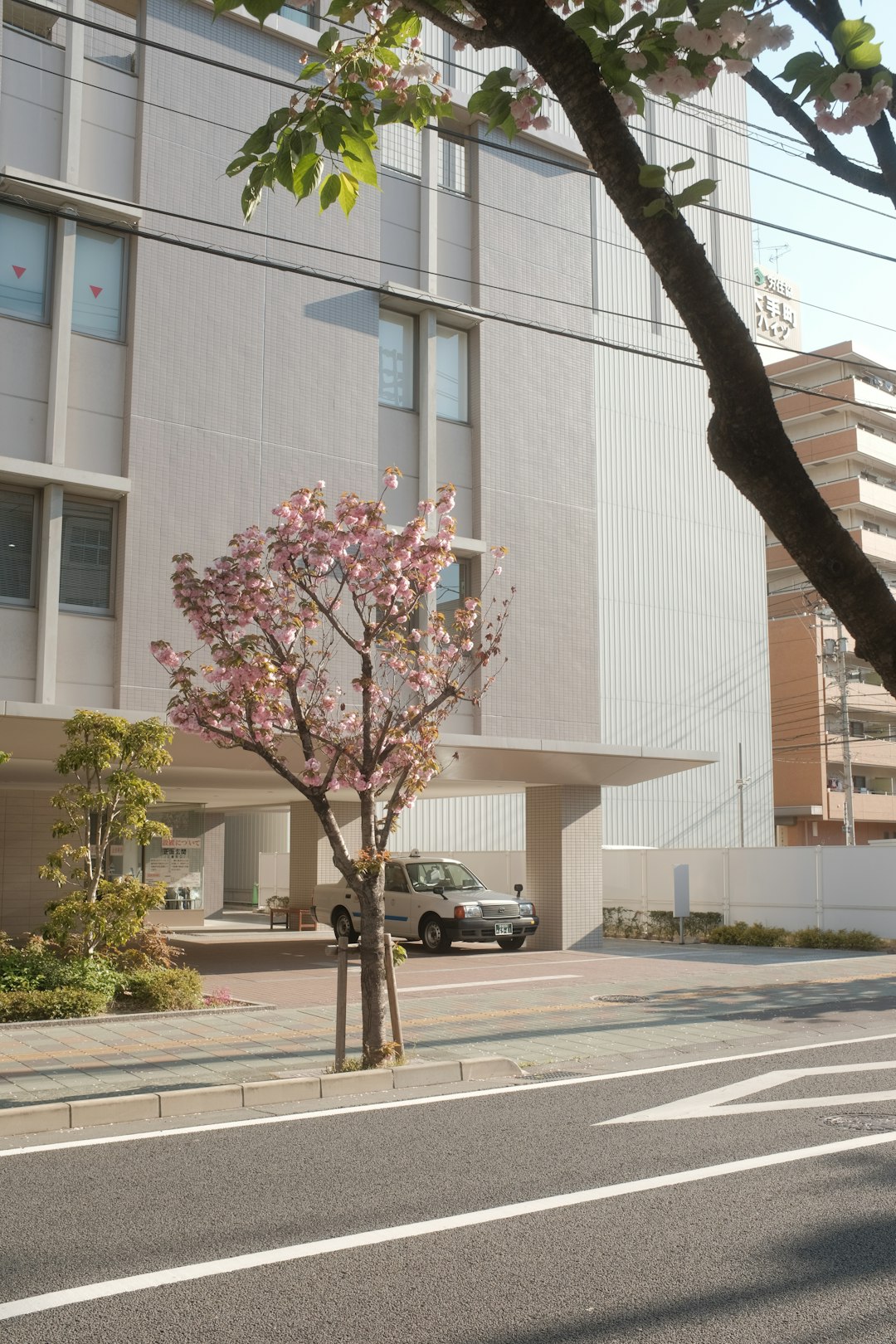 pink and white flower tree near white concrete building during daytime