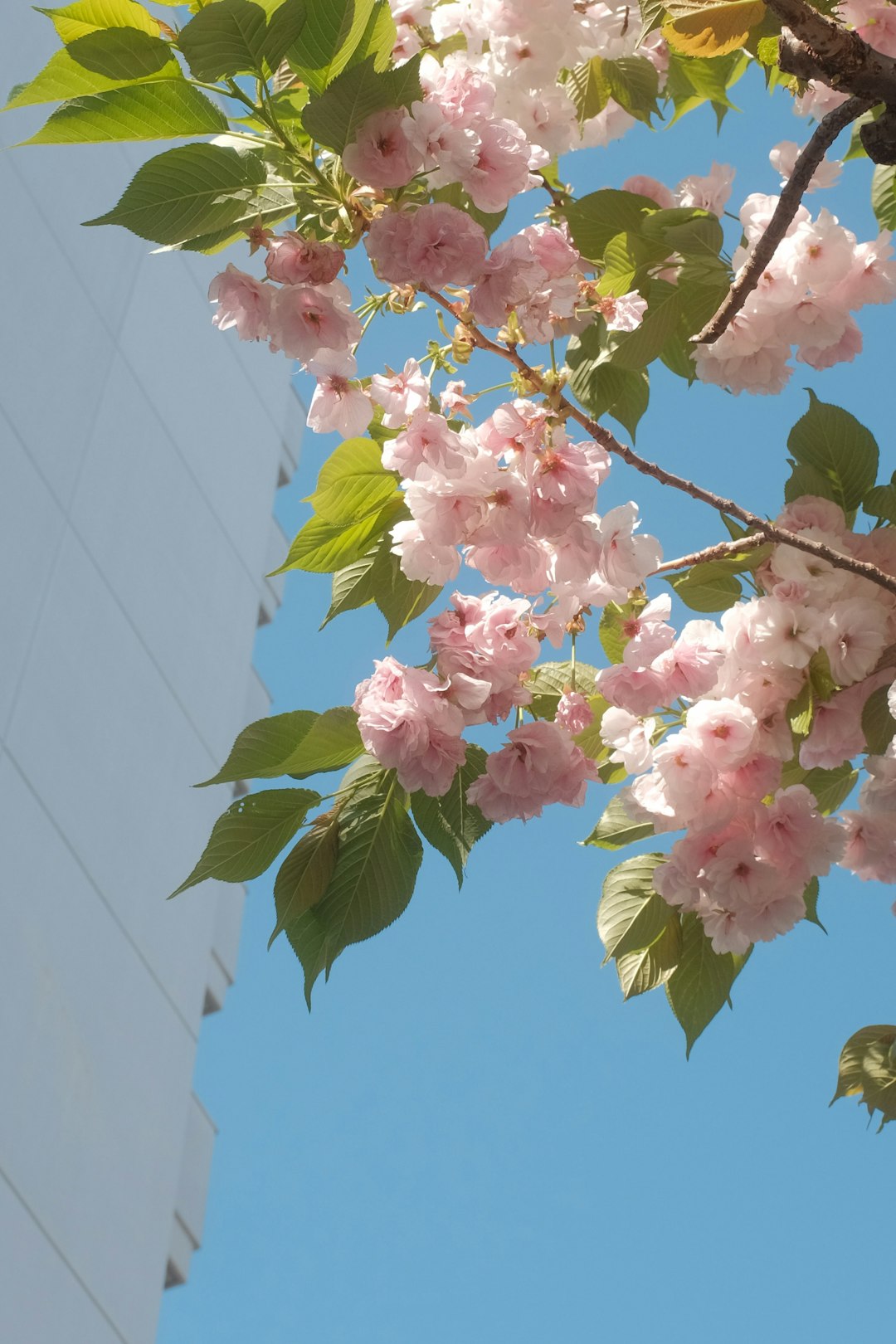 pink and white flowers under blue sky during daytime