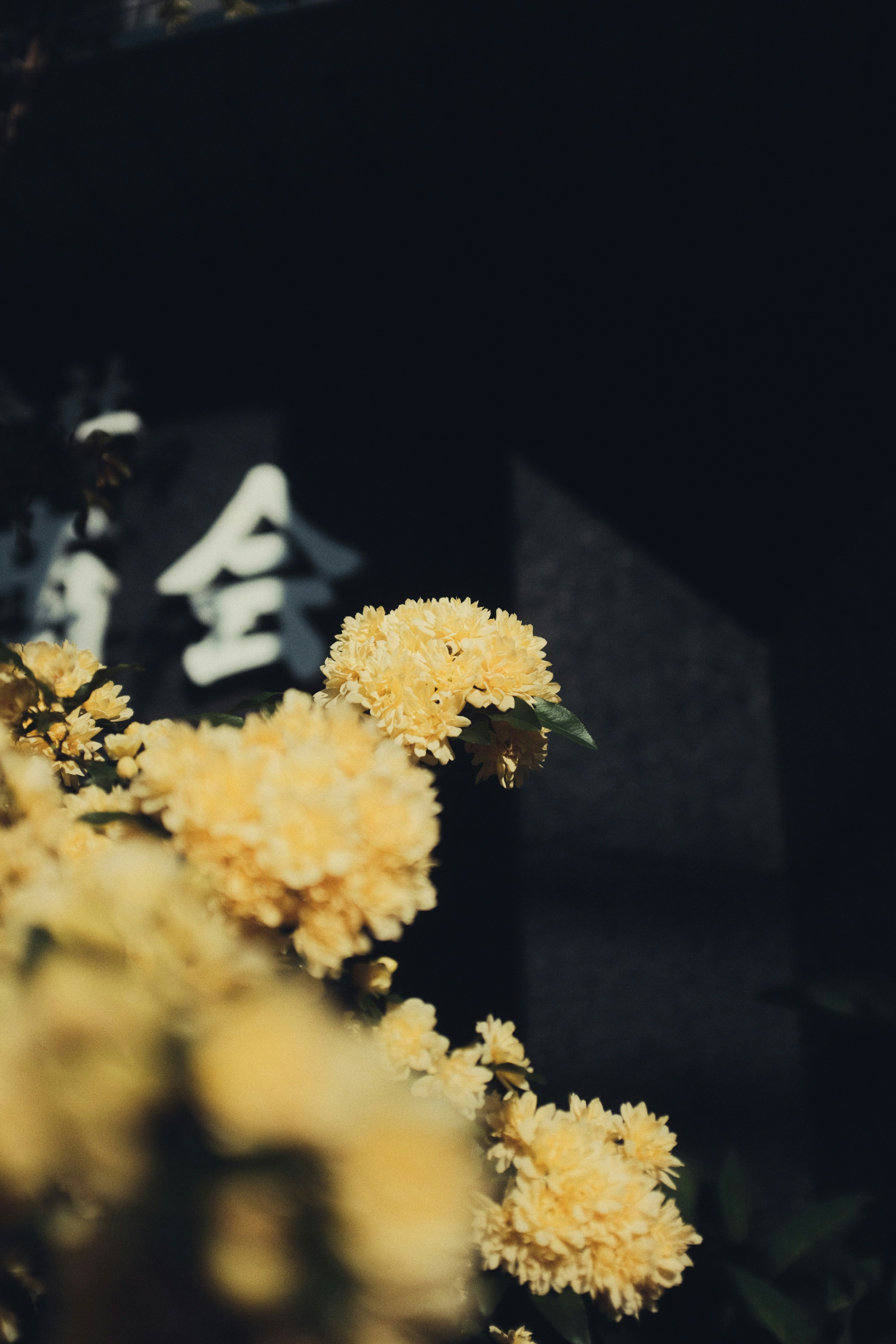 黒の背景に黄色の花の写真 Unsplashで見つける茶色の無料写真