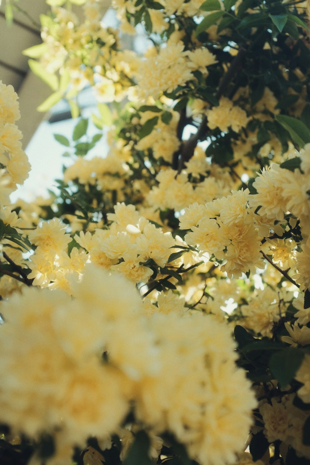 white and black floral textile