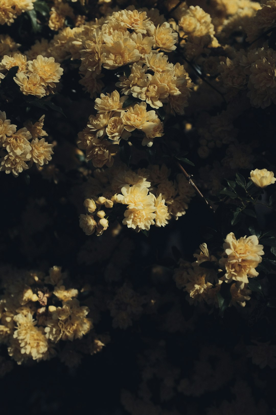 yellow flowers in tilt shift lens