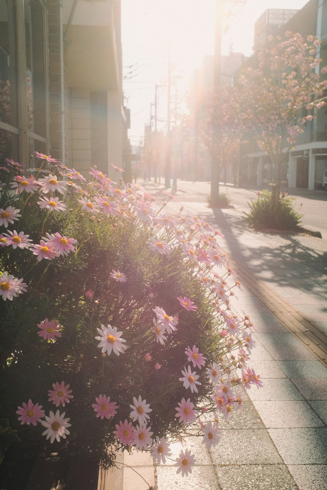 pink and white flowers on sidewalk during daytime