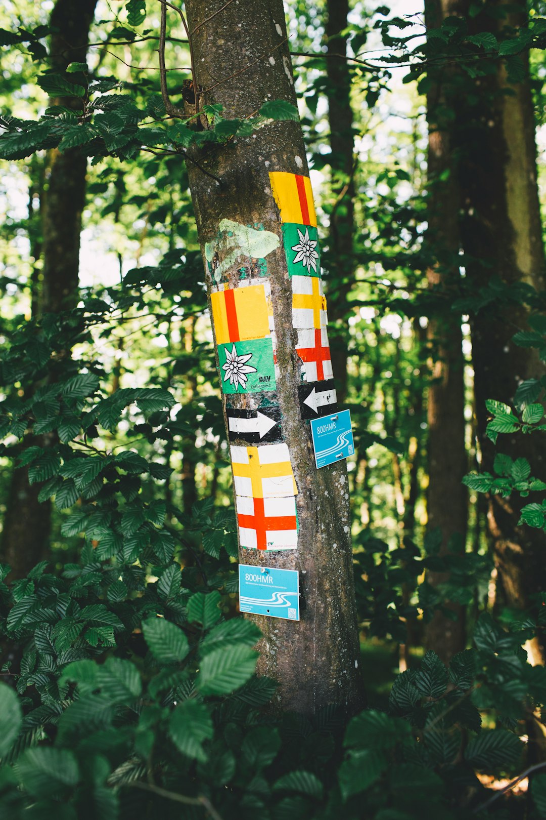 white red and yellow cross on tree