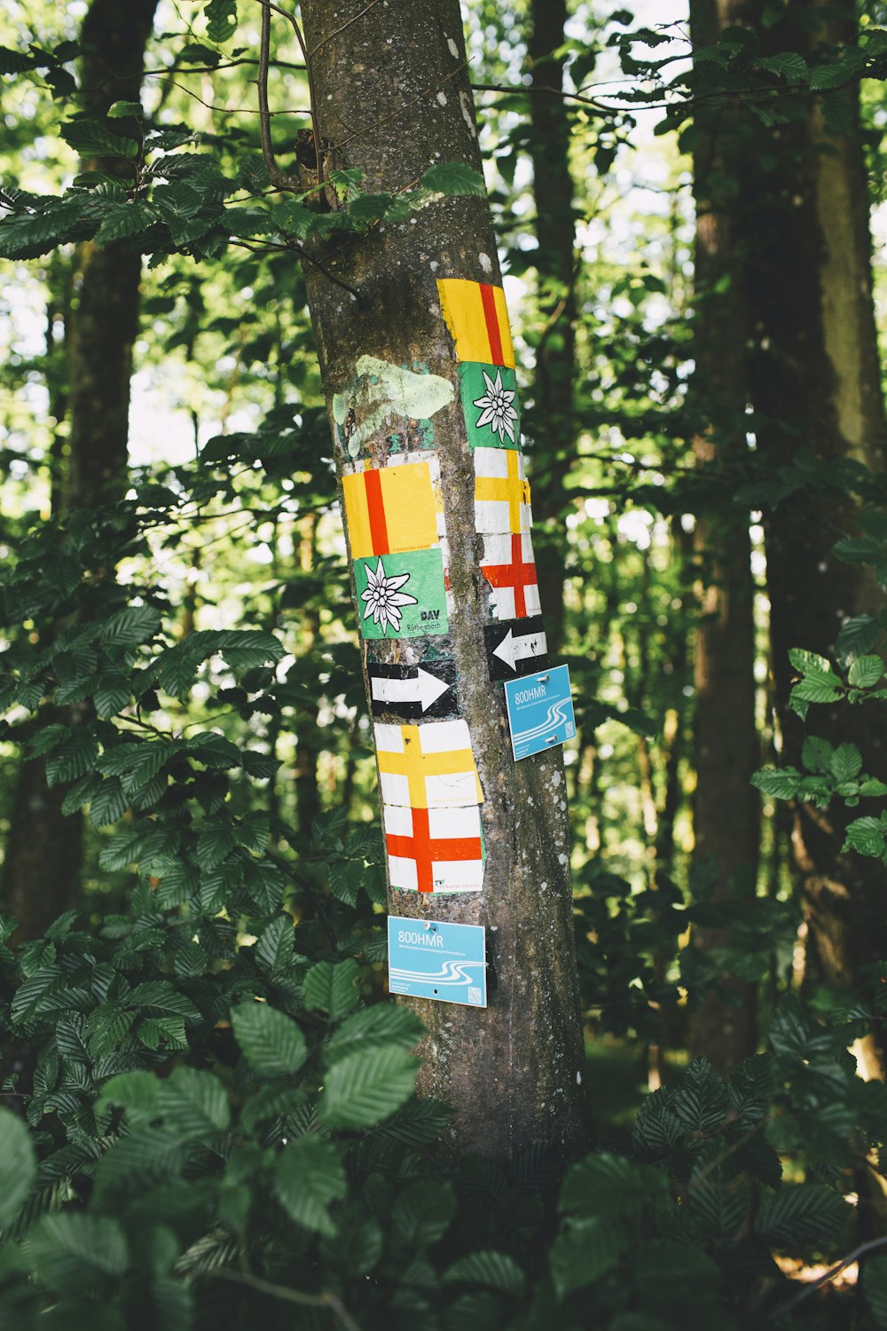 white red and yellow cross on tree