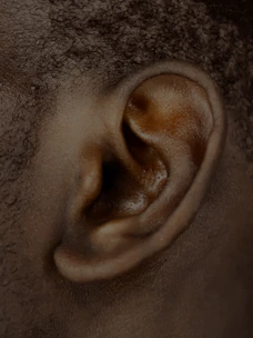 Close-up of an ear anatomy model highlighting the middle ear bones.