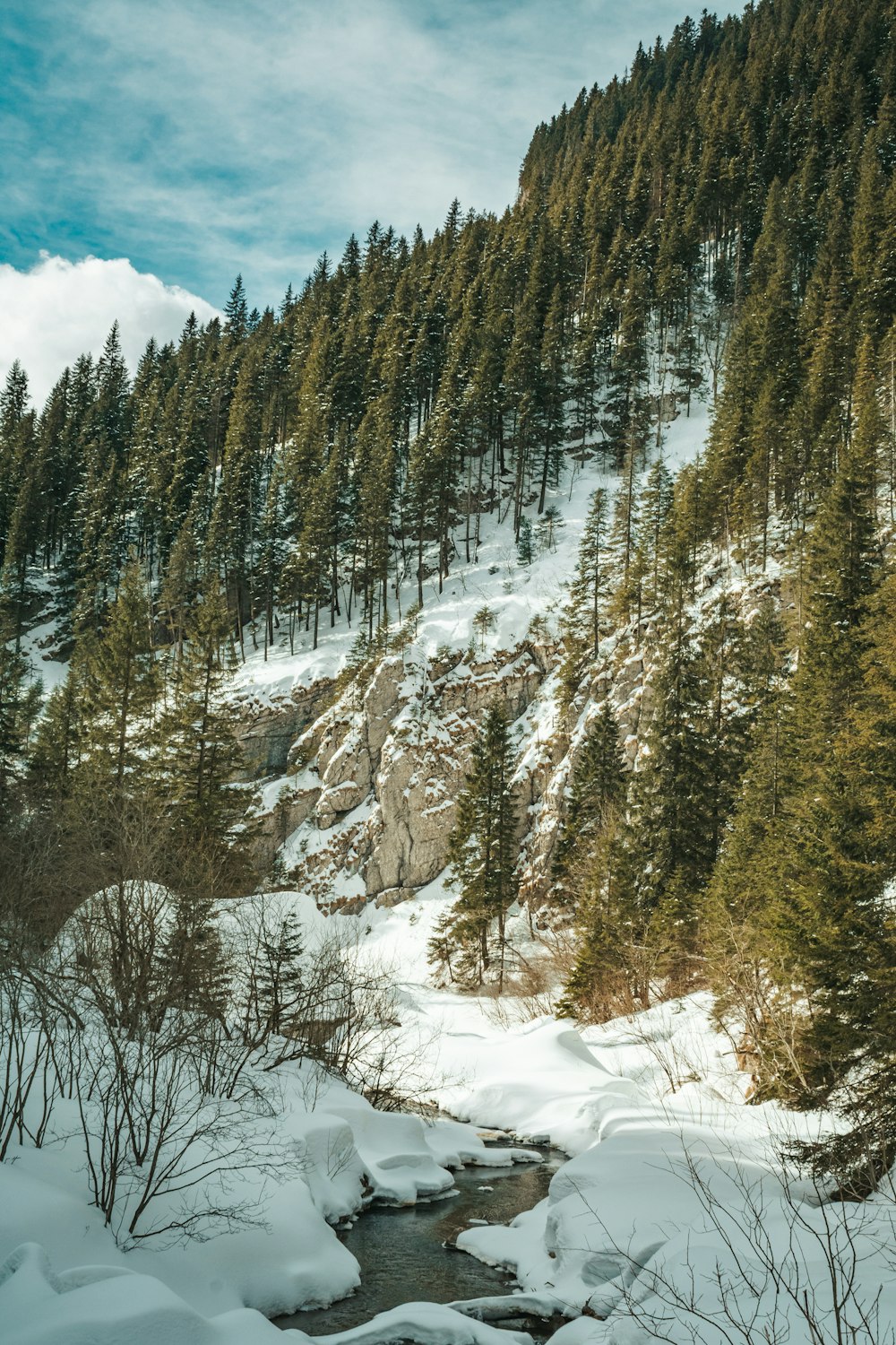 green trees on snow covered ground during daytime