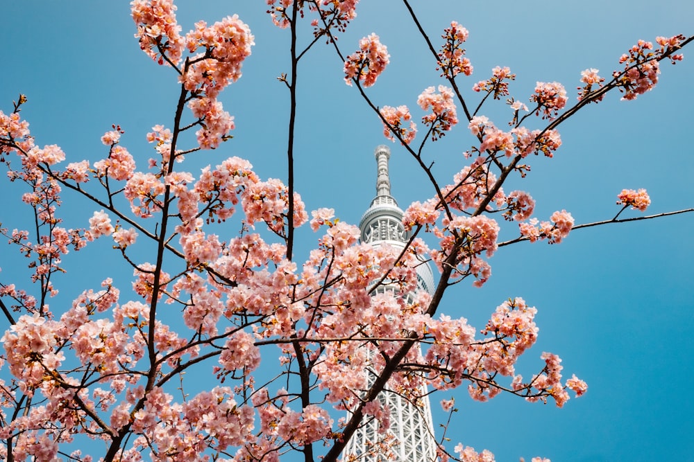 cherry blossom tree near white concrete building under blue sky during daytime