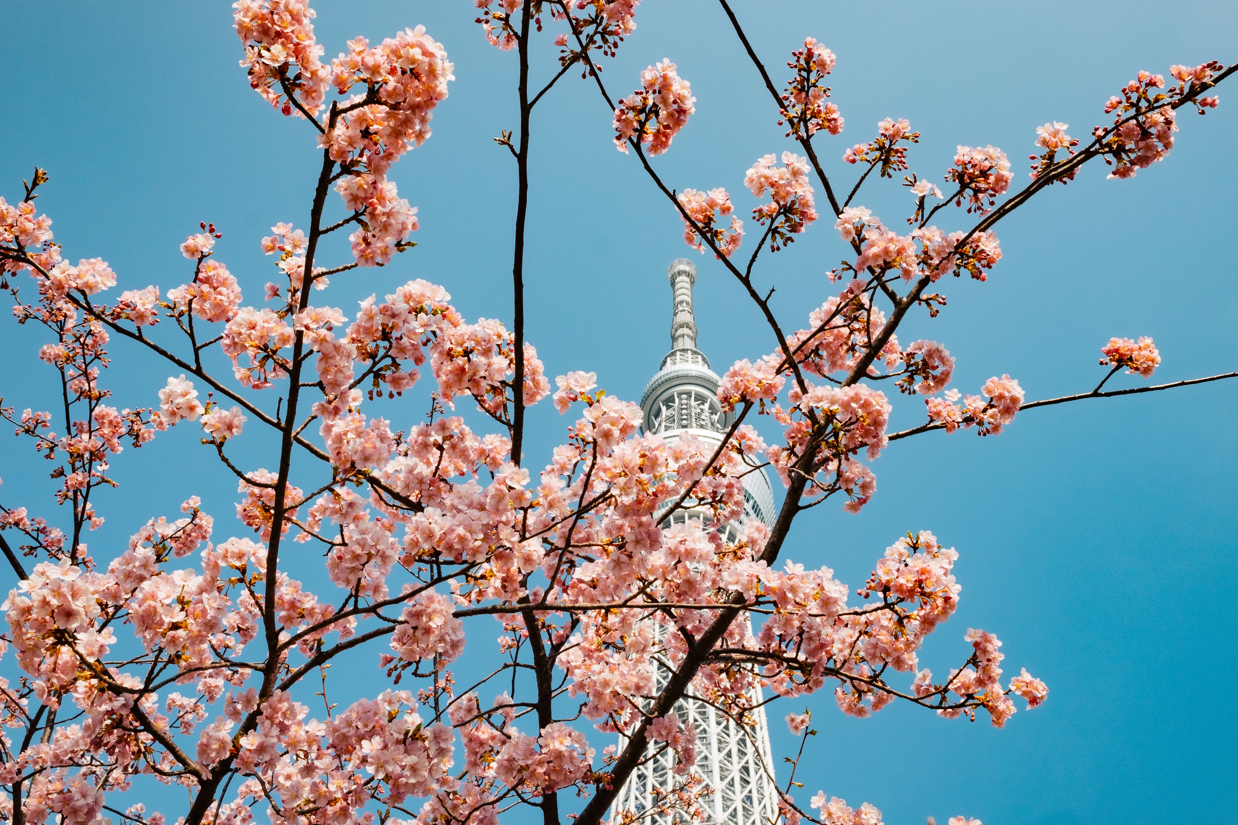 cherry blossom tree near white concrete building under blue sky during daytime