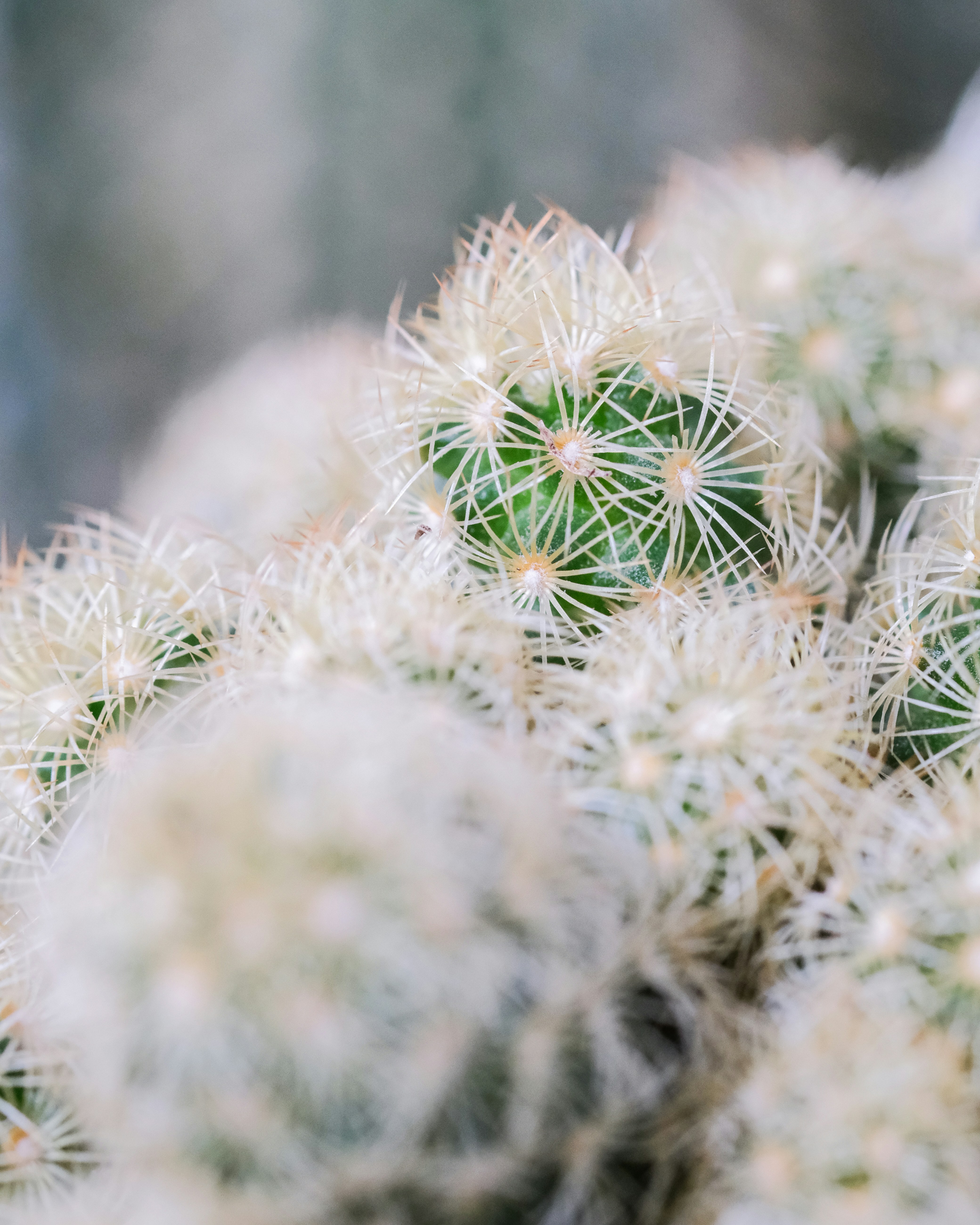 Photo by feeypflanzen