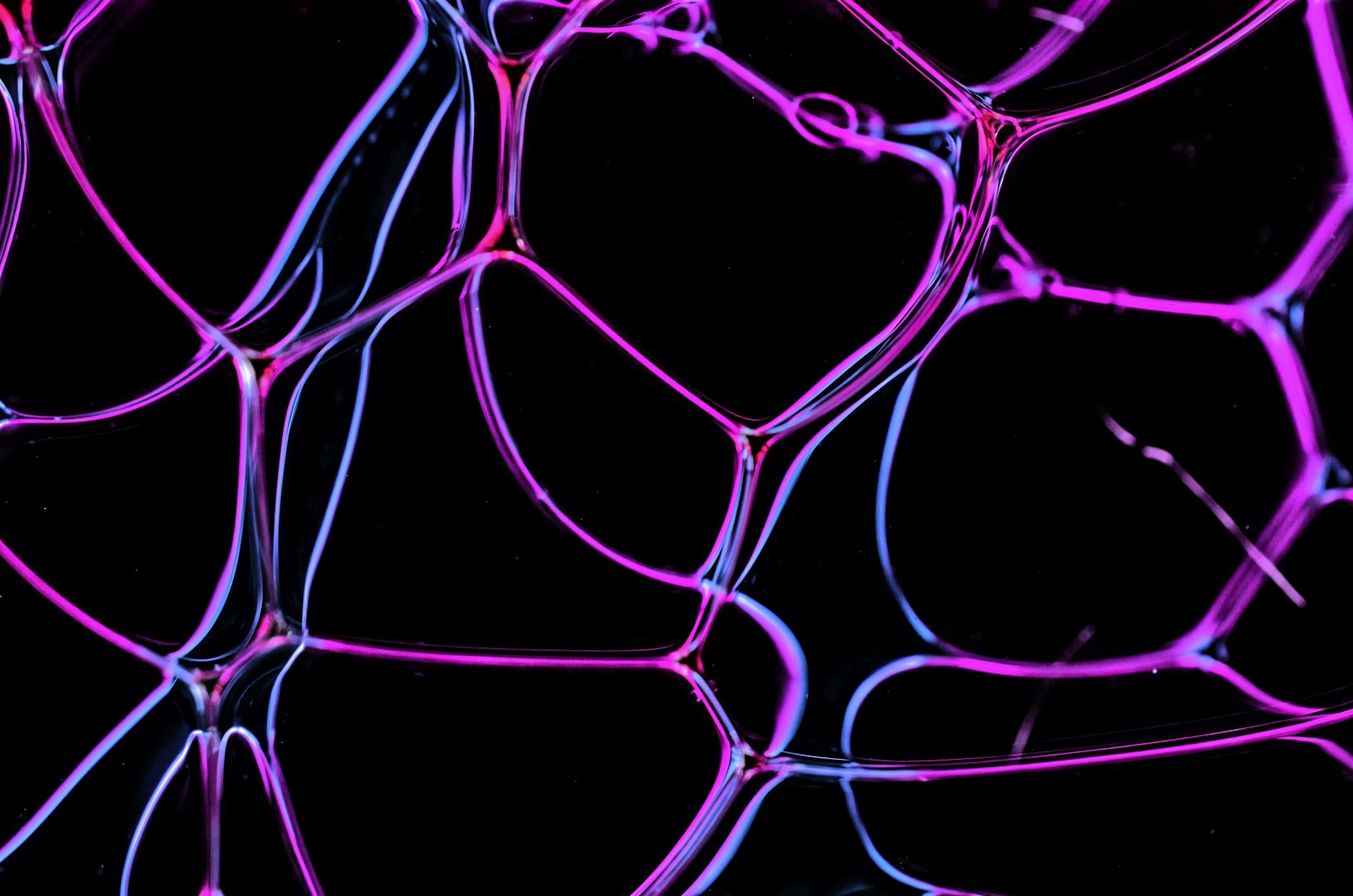 purple and blue light digital wallpaper