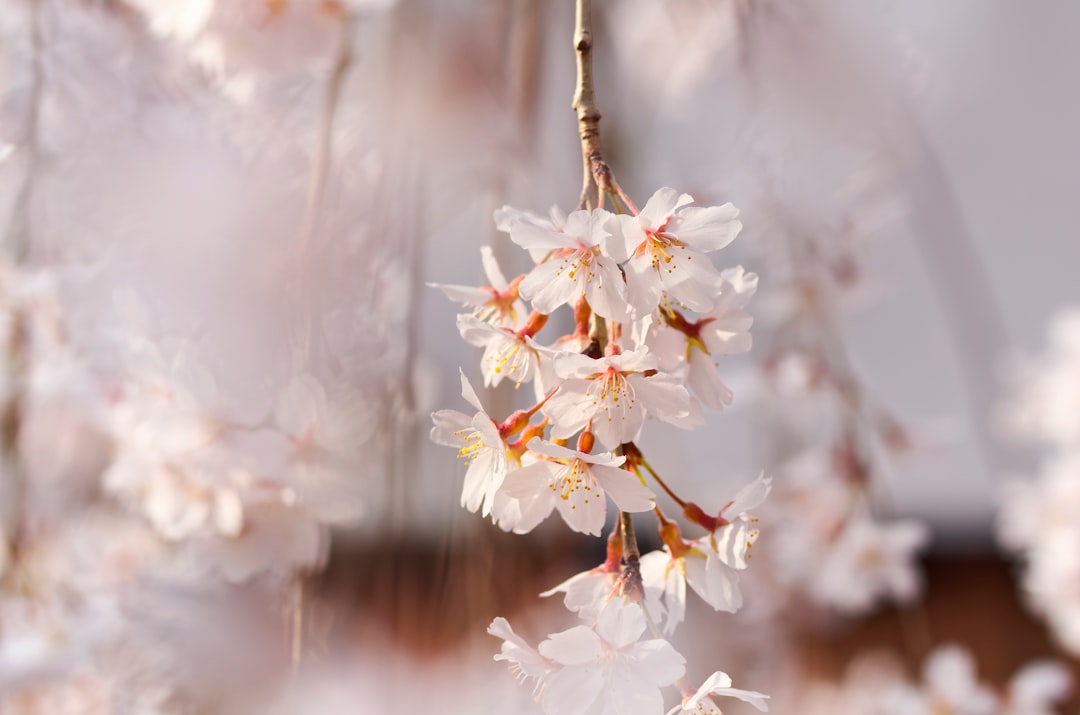 white cherry blossom in close up photography