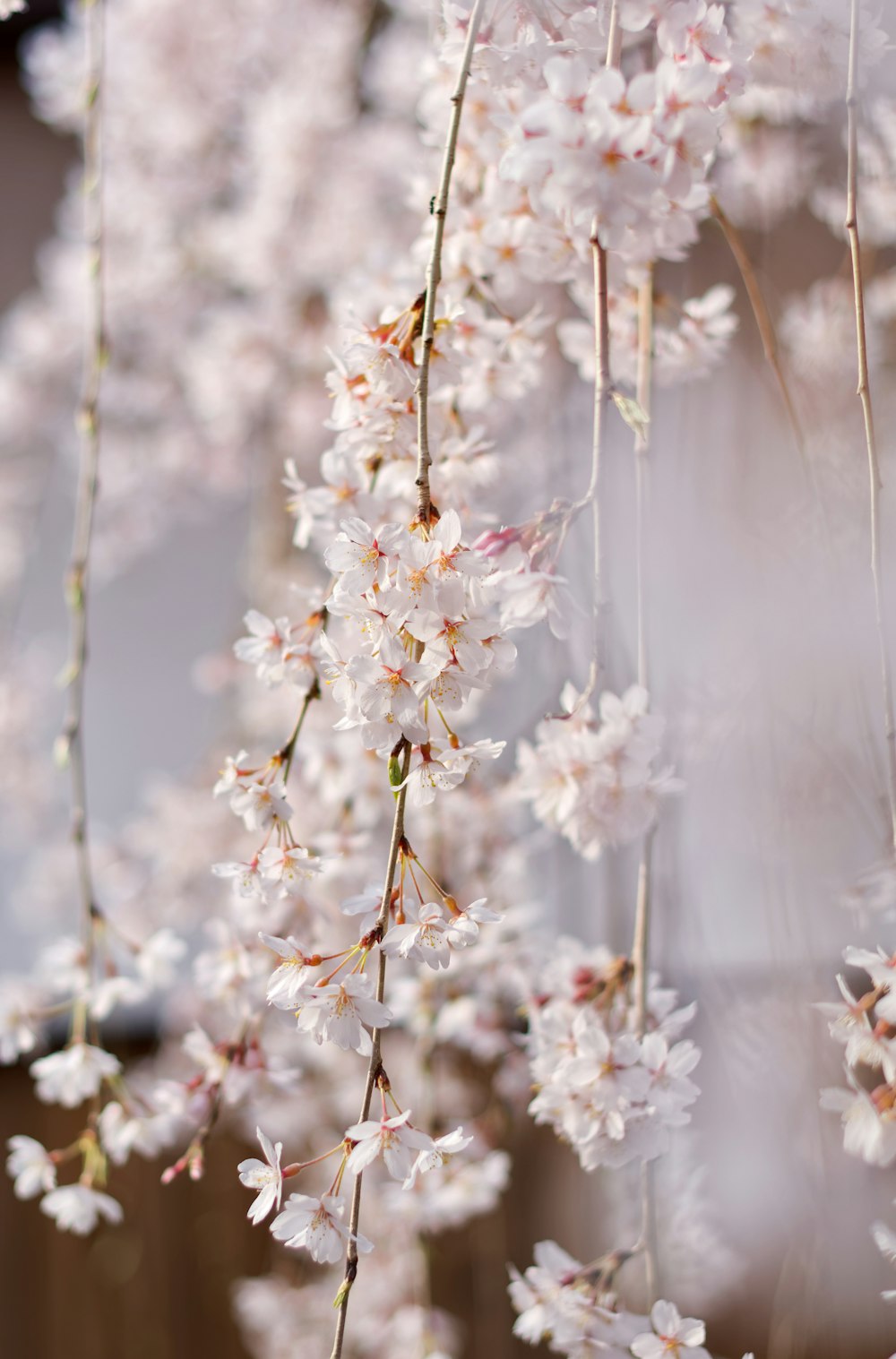 white and pink cherry blossom in close up photography