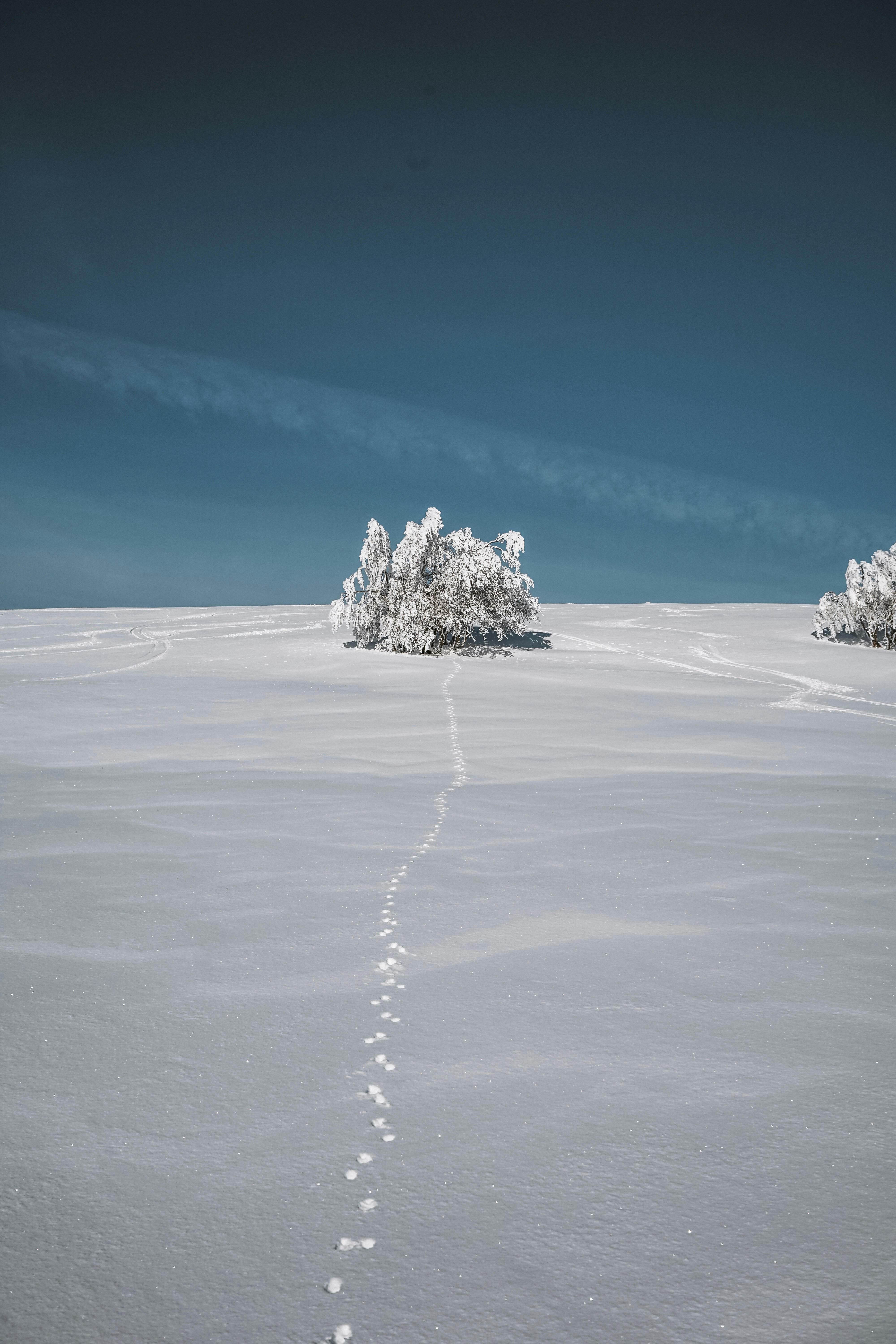 Photo by damienschnorhk