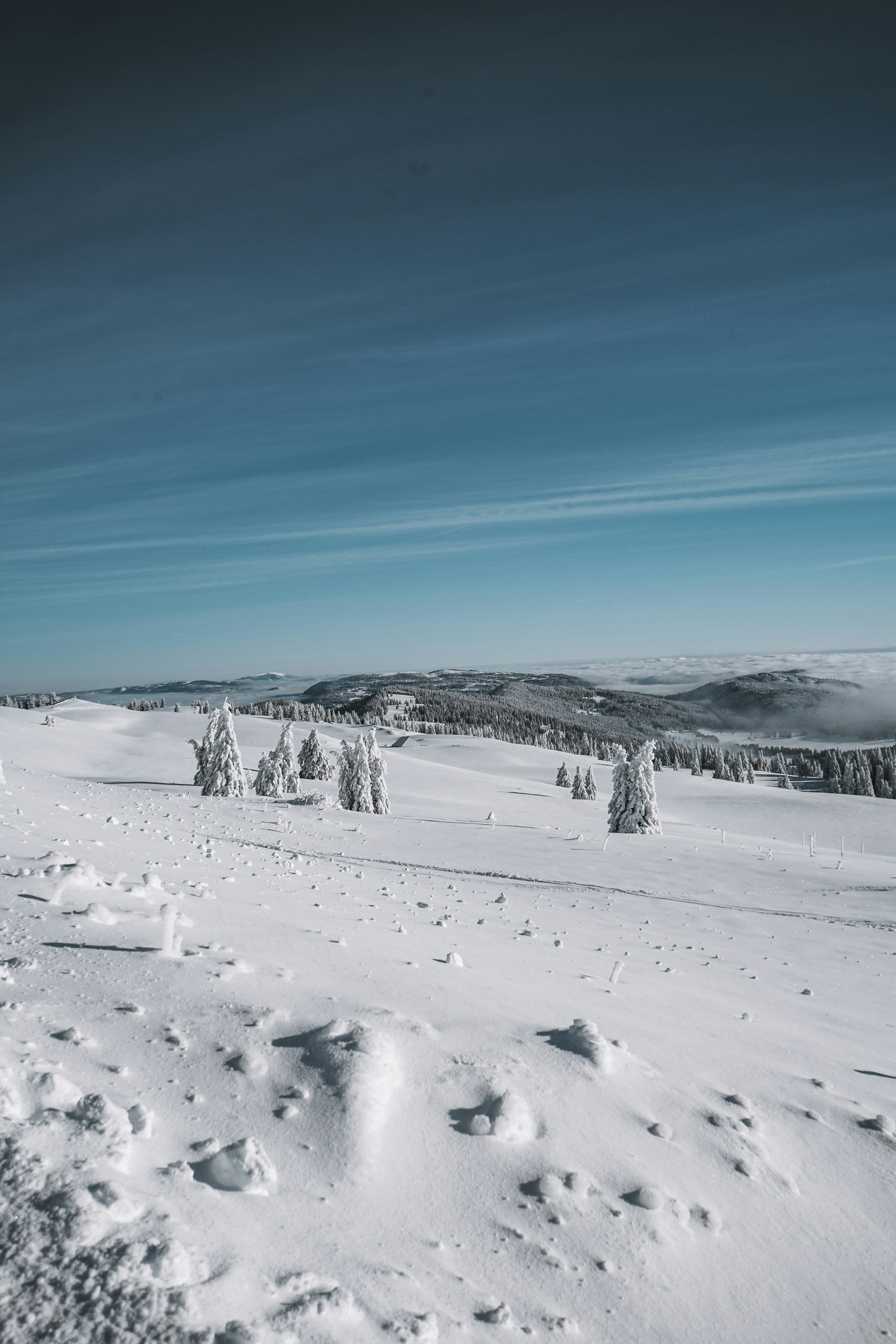 Photo by damienschnorhk