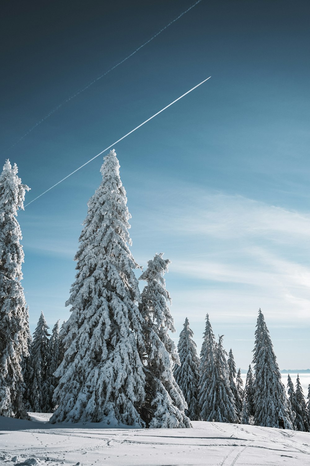 pine trees covered with snow under blue sky during daytime