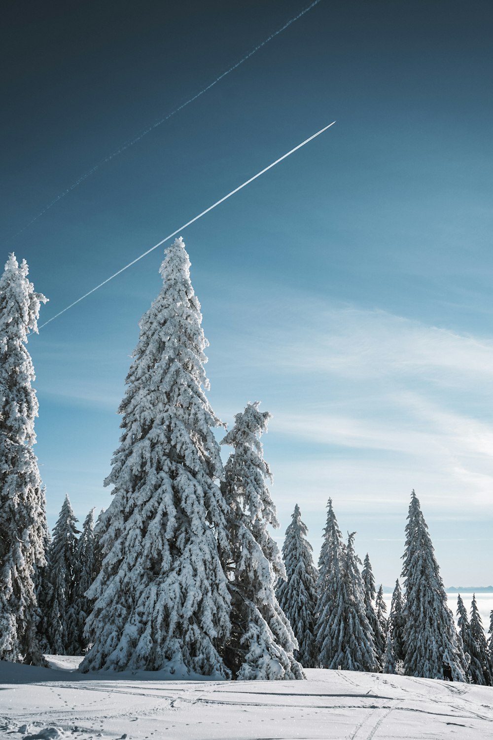 昼間の青空の下、雪に覆われた松の木