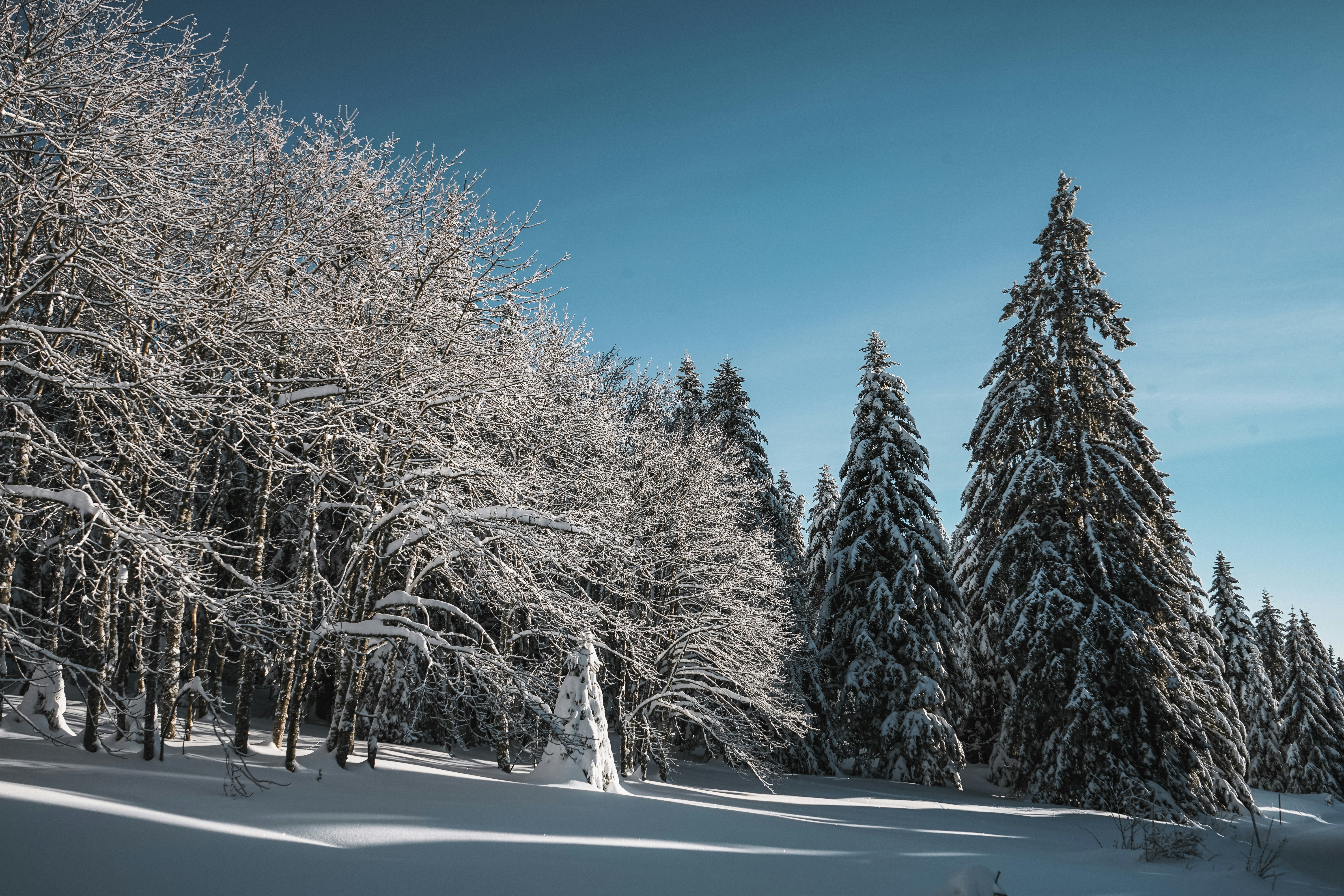 Photo by damienschnorhk