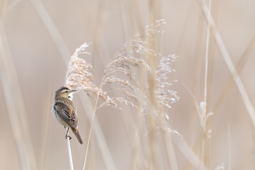 brown and black bird on brown grass during daytime