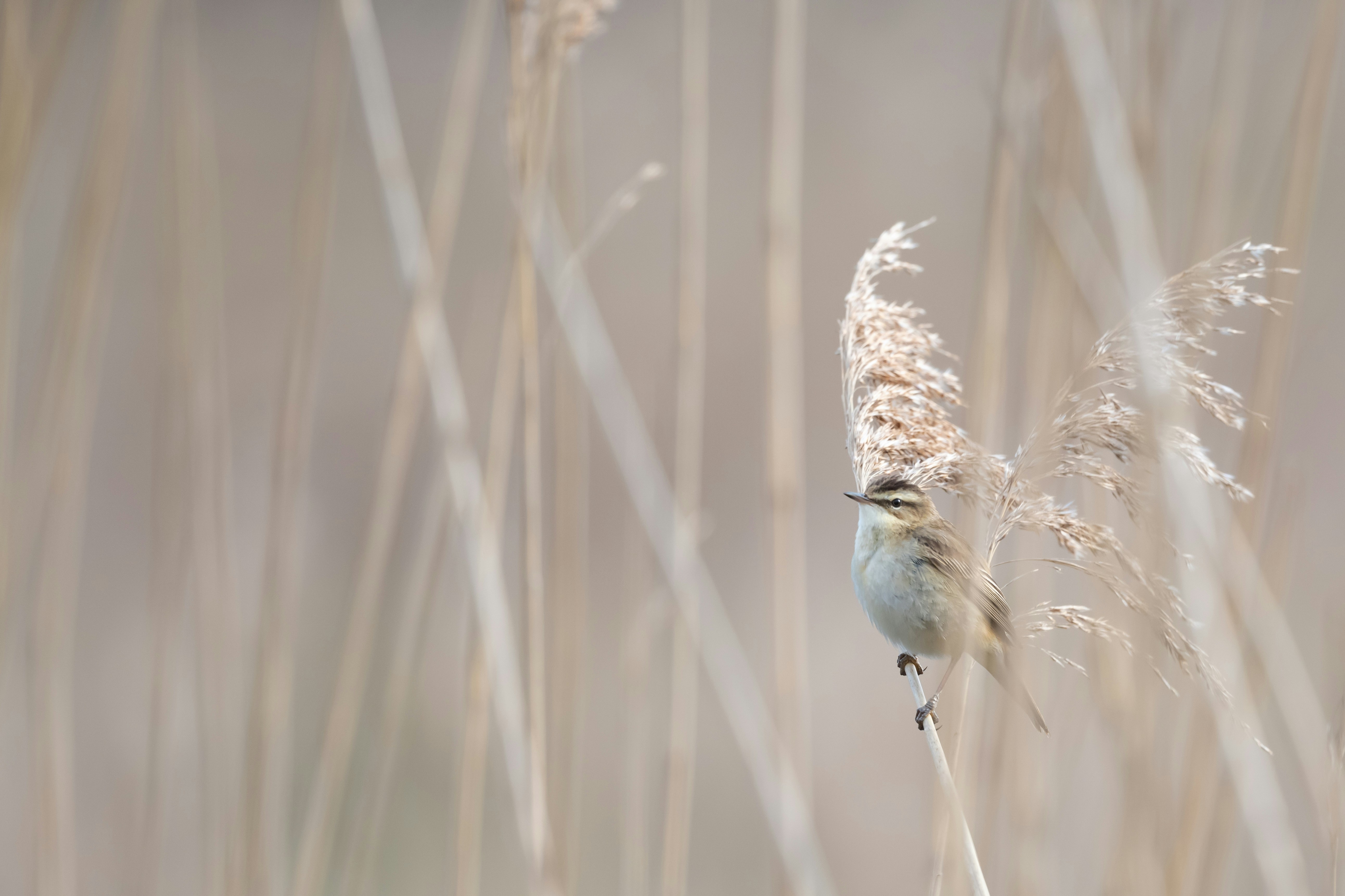 Photo by vincentvanzalinge