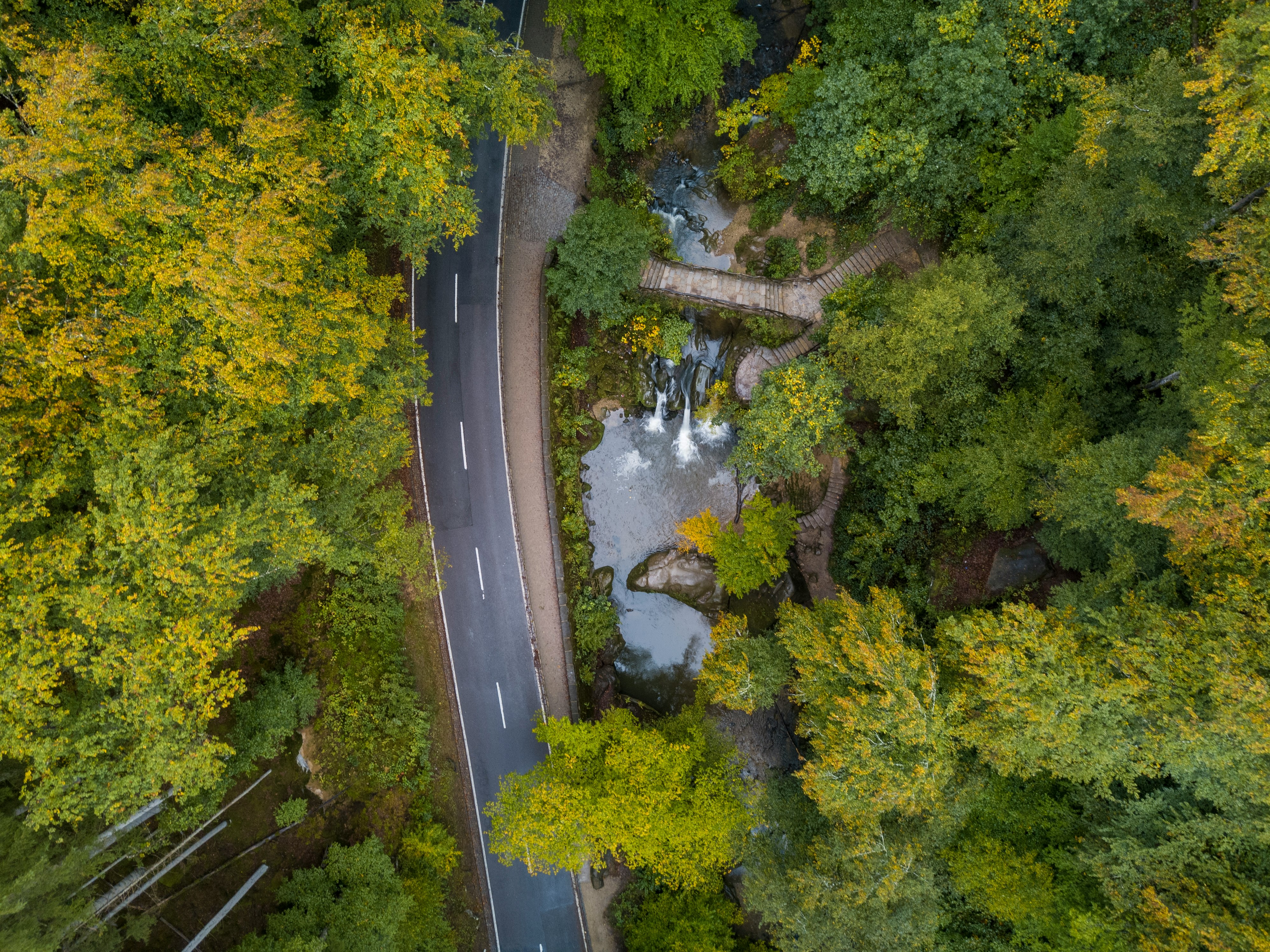 aerial view of green trees and river