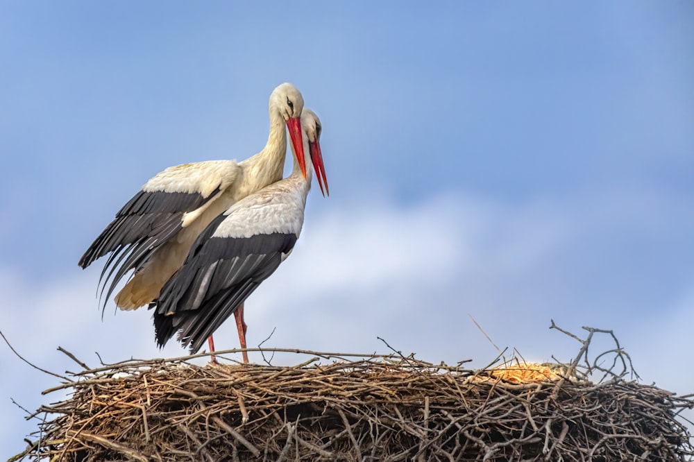 white stork perched on nest during daytime