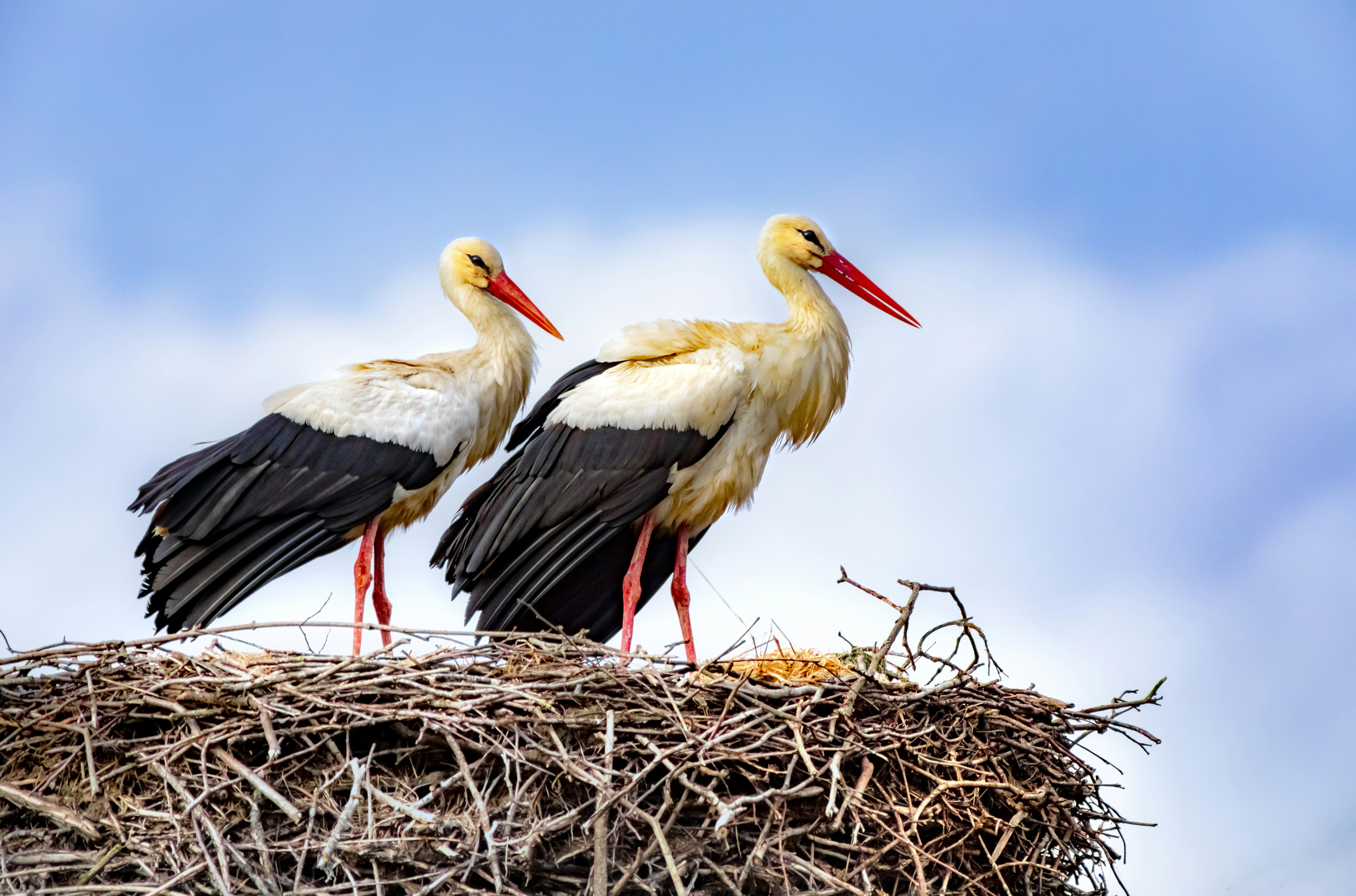 Photo by erik_karits